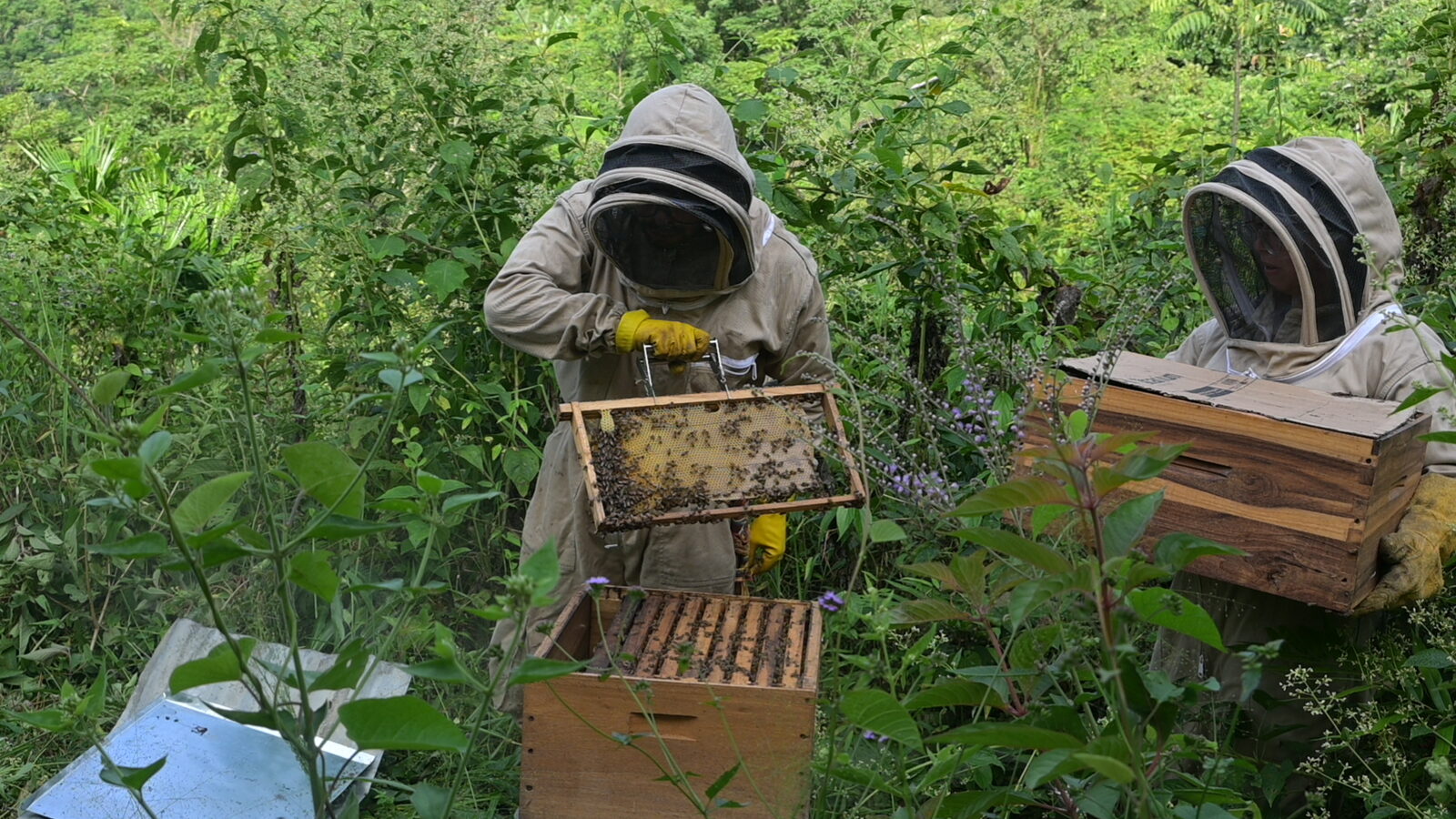 Dos apicultores de YamaAgro revisando un cuadro de una colmena en nuestro apiario