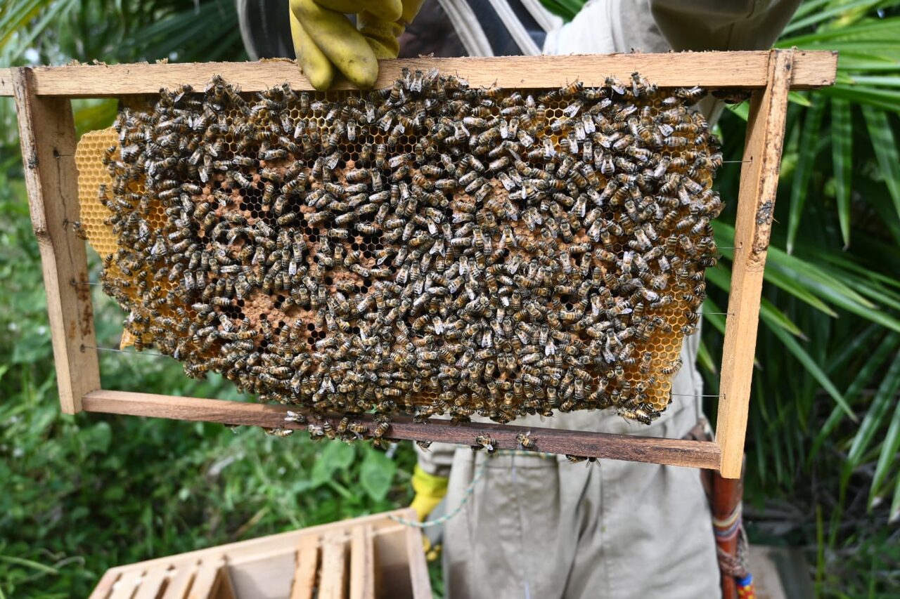 Colmenas y trabajo de apicultura en nuestro apiario