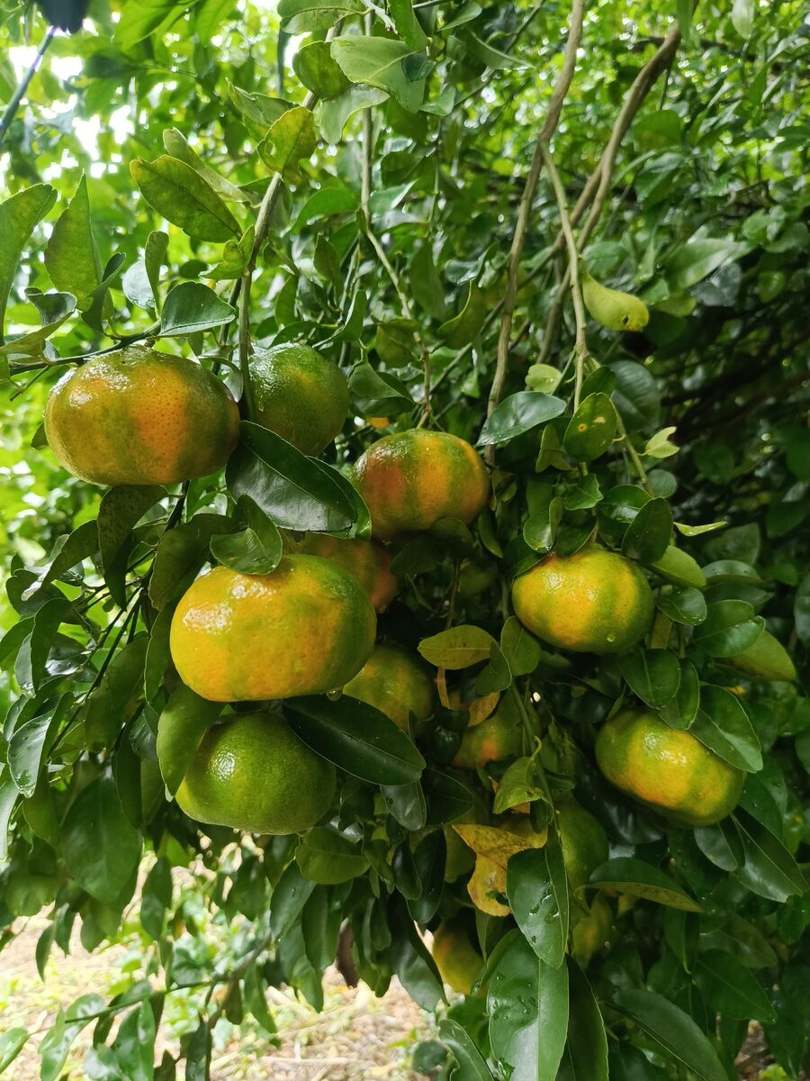Mandarinas madurando en el árbol en nuestra finca