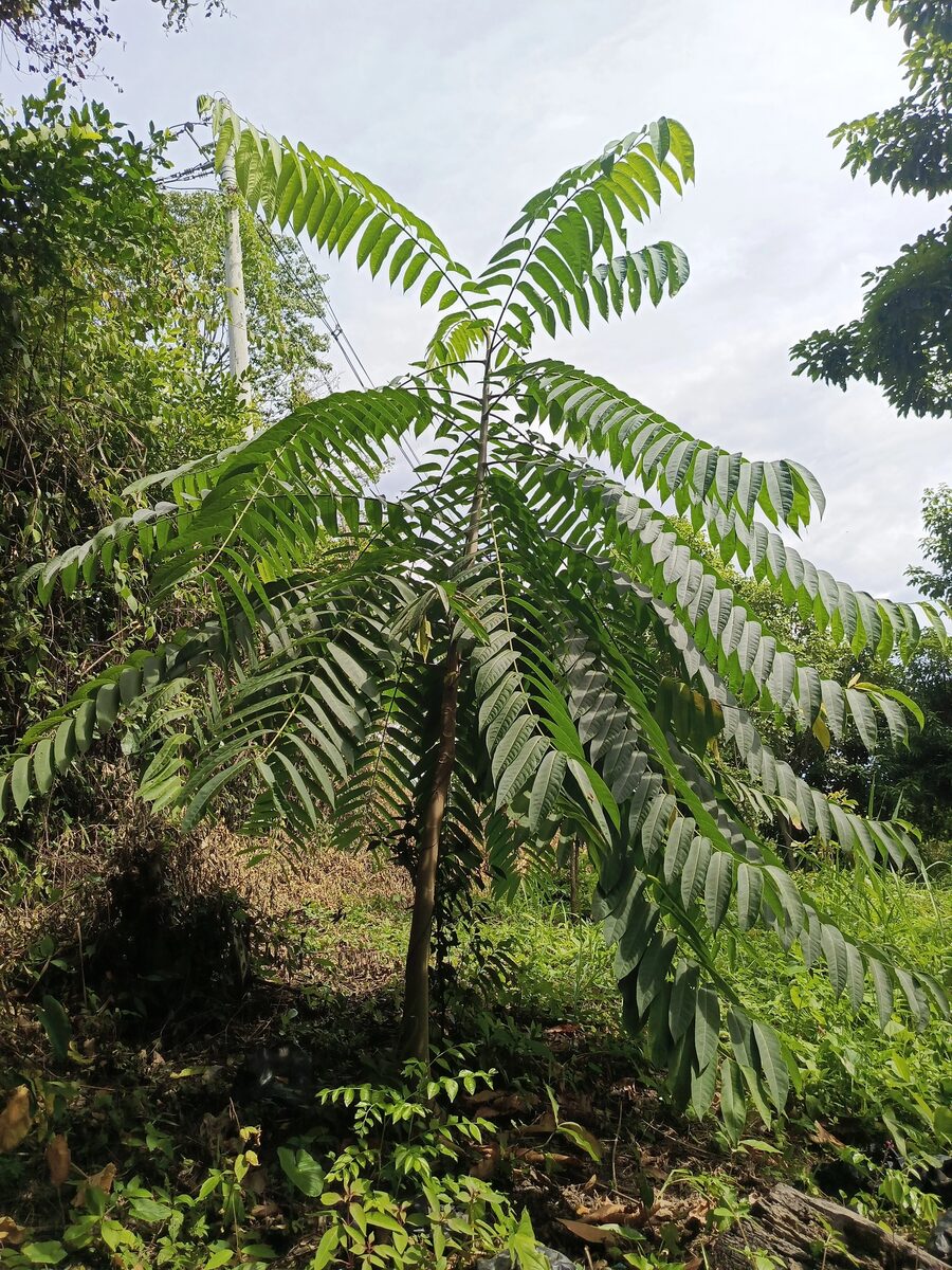 Árbol forestal joven plantado en una zona de reforestación de la finca
