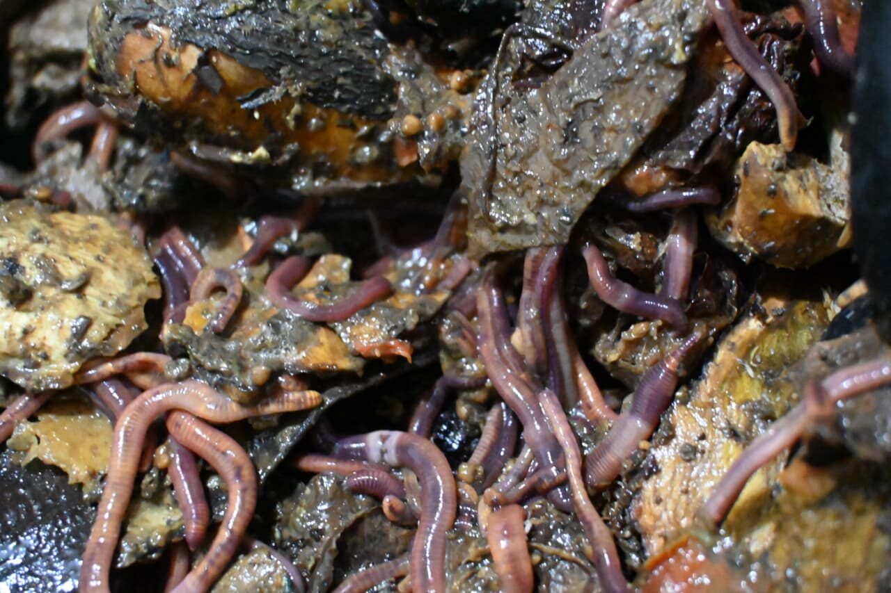 Lombrices rojas californianas procesando materia orgánica en el vermicompost
