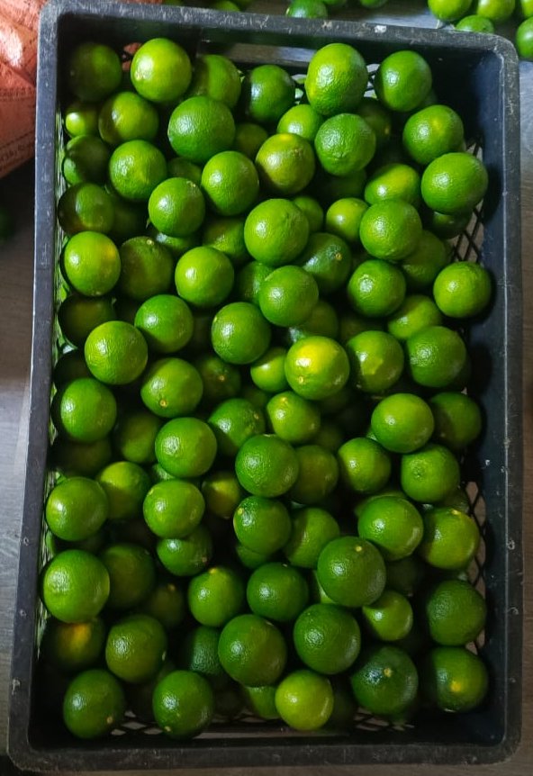 Limon Mandarino