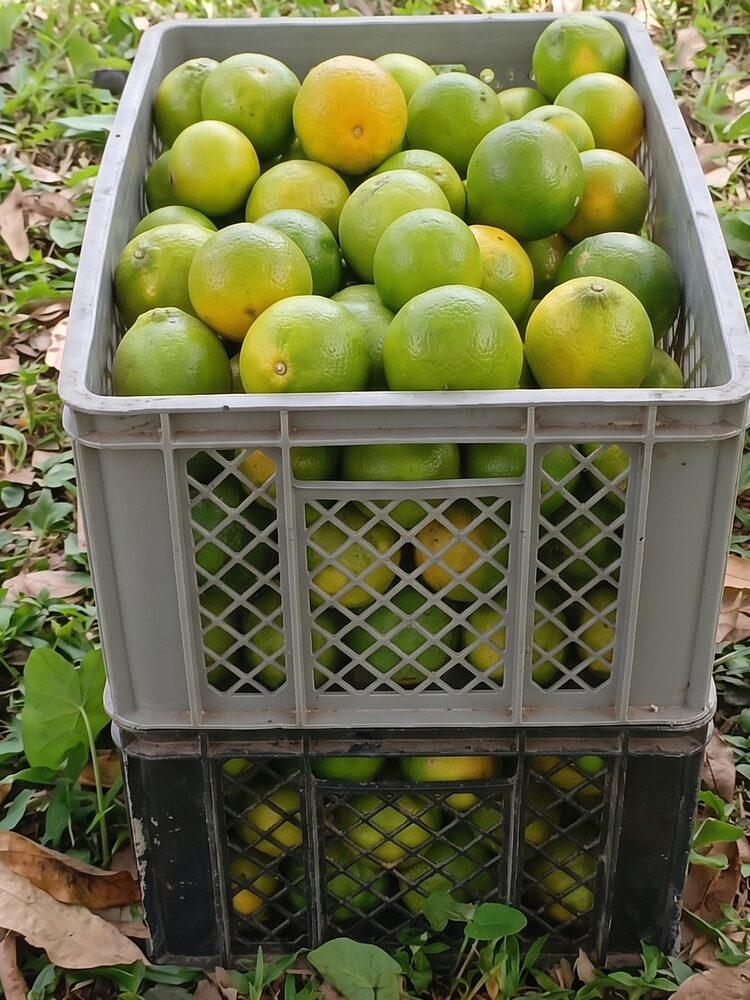 Naranja Tangelo